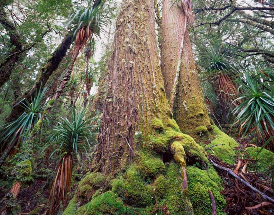 Tasmanian Wilderness