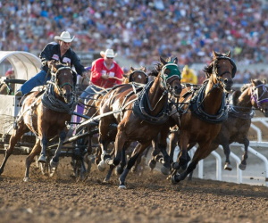 Calgary Stampede