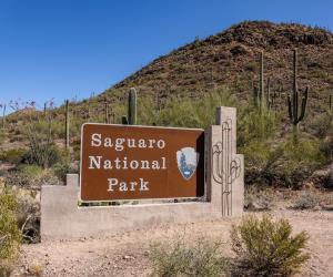 Saguaro National Park
