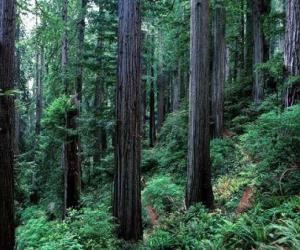 Redwood National and State Parks
