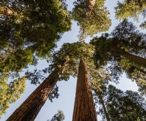 Sequoia National Park