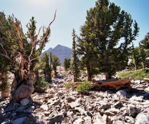 Great Basin National Park