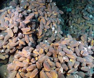 NW Eifuku Mussel Mounds