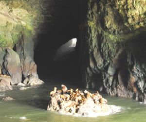 Sea Lion Caves